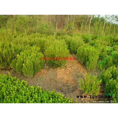 萬綠園林垂絲海棠價格_垂絲海棠產地_垂絲海棠綠化苗木苗圃基地