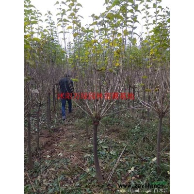 萬綠園林烏桕價格_烏桕圖片_烏桕產地_烏桕綠化苗木苗圃基地