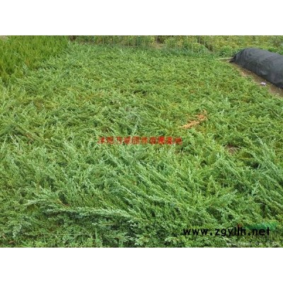 萬綠園林衛矛價格_衛矛圖片_衛矛產地_衛矛綠化苗木苗圃基地