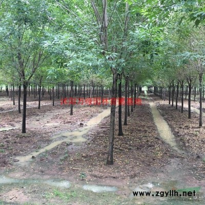 萬綠園馬尼拉草坪價格_馬尼拉草坪產地_馬尼拉草坪草皮苗圃基地