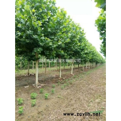 木瓜價格_木瓜圖片_木瓜產地_木瓜綠化苗木苗圃基地