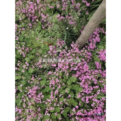 大小規格白玉蘭    白玉小苗     二喬玉蘭基地