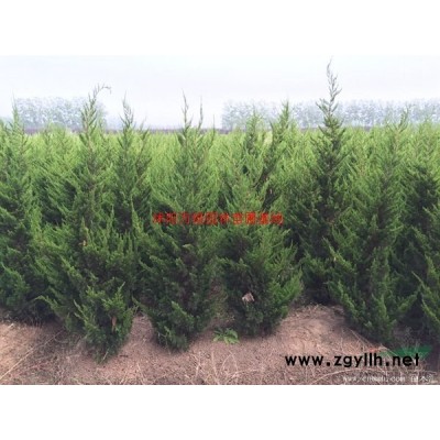 萬火棘球價格_火棘球圖片_火棘球產地_火棘球綠化苗木苗圃基地