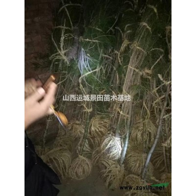 山西絳縣供應擴路國槐·行道樹國槐·占地國槐·大規格國槐
