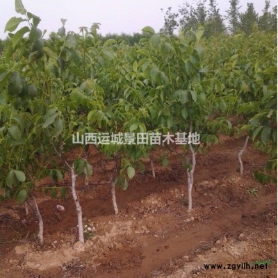 白皮松2米高多少錢？基地2米5白皮松，占地2米5白皮松價格