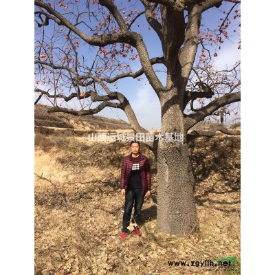 哪有柿子樹？甜柿子樹基地在哪?摘下來能吃的脆甜柿子樹