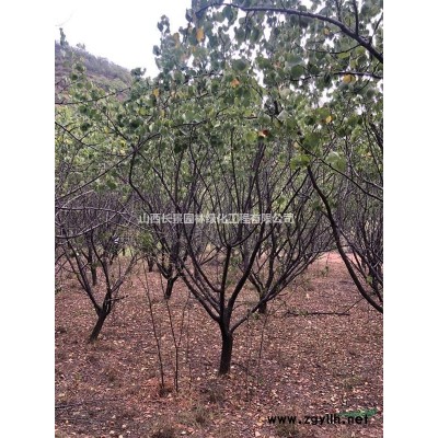 山西紅梅樹基地·北方地區紅梅哪里多？