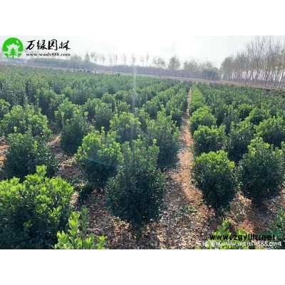 萬綠園林春鵑價格_春鵑圖片_春鵑產地_春鵑綠化苗木苗圃基地