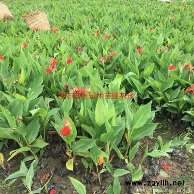 萬綠園林黃玉蘭價格_黃玉蘭產地_黃玉蘭綠化苗木苗圃基地