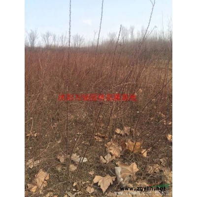 萬綠園林綠梅價格_綠梅圖片_綠梅產地_綠梅綠化苗木苗圃基地