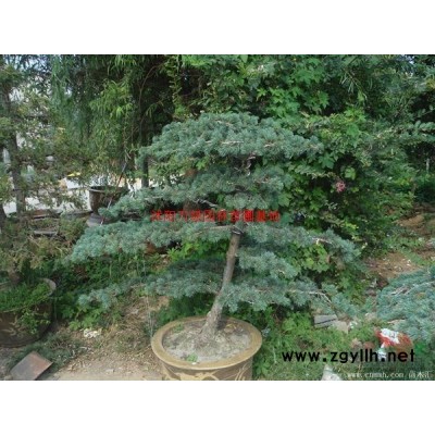 萬綠園林國槐價格_國槐圖片_國槐產地_國槐綠化苗木苗圃基地