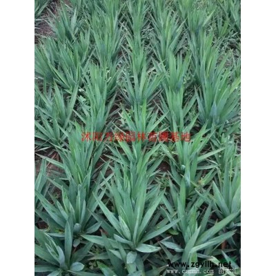 萬綠園林金桂價格_金桂圖片_金桂產地_金桂綠化苗木苗圃基地