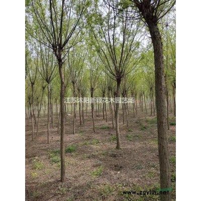 云杉價格_云杉圖片_云杉產地_云杉綠化苗木苗圃基地