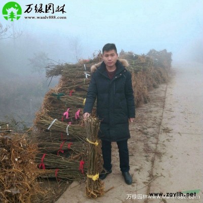 「灑金柏球」苗圃灑金柏球_價格_圖片