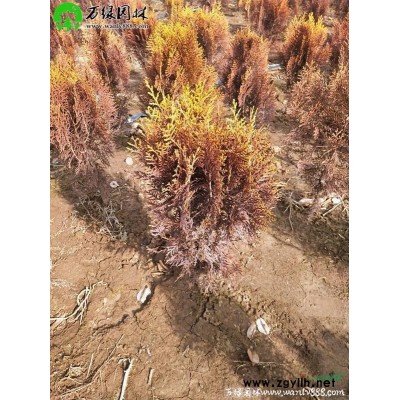 萬月季花價格_月季花圖片_月季花產地_月季花綠化苗木苗圃基地