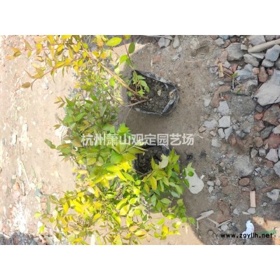浙江蕭山大量供應(yīng)海桐工程地栽苗小杯苗大杯苗小毛球供應(yīng)