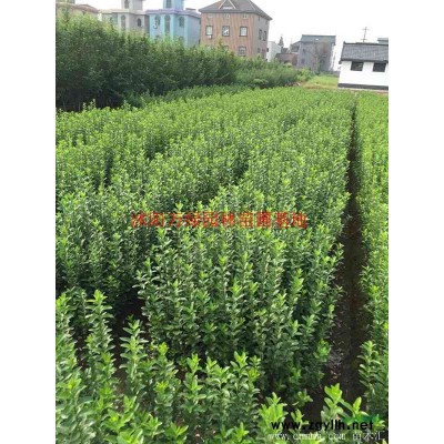 *蜀檜球基地 低價供應各種規格蜀檜球 基地直銷