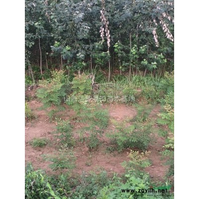 薄皮核桃樹·8公分10公分15公分核桃樹價錢·占地核桃樹產地