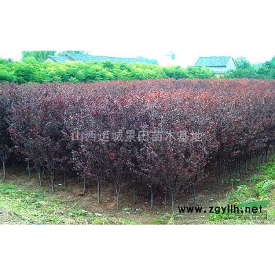 運城10公分核桃樹報價·運城10公分核桃樹照片產(chǎn)地價格