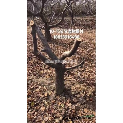 去年8公分核桃樹價格·今年8公分核桃樹價格·核桃樹產(chǎn)地報價
