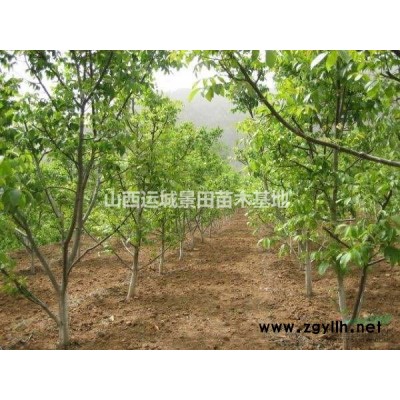 核桃樹10公分價格·10公分占地核桃樹·10公分核桃樹價行情