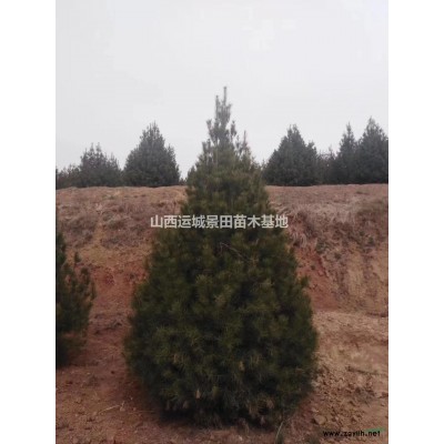 山西國槐哪些地方多？擴路緊急處理的國槐哪里有賣的
