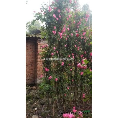 青楓價格、獨干青楓、全冠青楓、青楓小苗