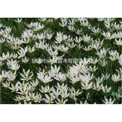 楊梅價格_楊梅圖片_楊梅產地_楊梅綠化苗木苗圃基地