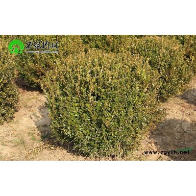 萬綠園林丹桂價格_丹桂圖片_丹桂產地_丹桂綠化苗木苗圃基地