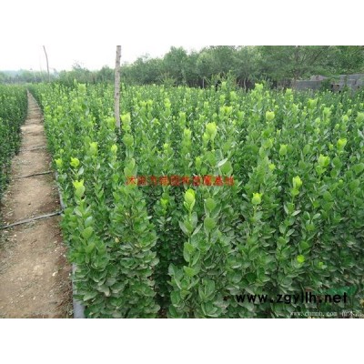 萬綠園林刺槐價格_刺槐圖片_刺槐產地_刺槐綠化苗木苗圃基地