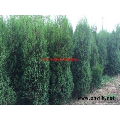 萬大葉扶芳藤價格_大葉扶芳藤產地_大葉扶芳藤綠化苗木苗圃基地