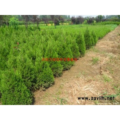 大杯金森女貞、金森女貞杯苗