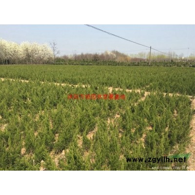 萬綠園林灑金柏球價格_灑金柏球產地_灑金柏球綠化苗木苗圃基地