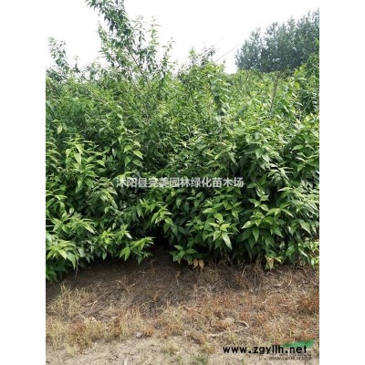 大量供應碧桃_青葉碧桃_綠葉碧桃苗木