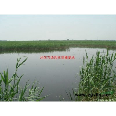 萬綠園林絲蘭價格_絲蘭圖片_絲蘭產(chǎn)地_絲蘭綠化苗木苗圃基地