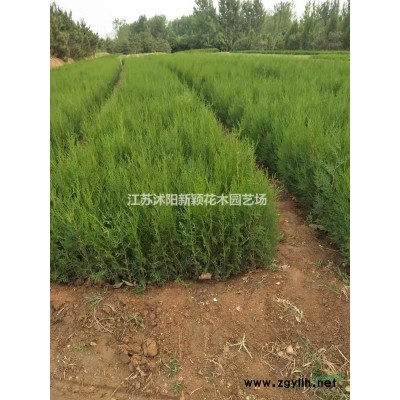 沭陽大量供應刺槐苗 香刺槐 紅花槐大小規格全 價格圖片