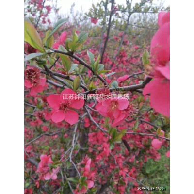 榔榆樹，榆樹，古樹，榆樹盆景，白榆，榆樹基地