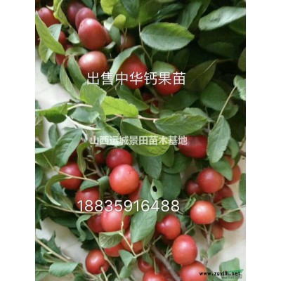 供應(yīng)淘汰核桃樹量大·6公分8公分9公分10公分淘汰核桃樹量大