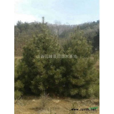 6-8公分核桃樹價(jià)錢_8-10公分核桃樹圖片_占地核桃樹報(bào)價(jià)