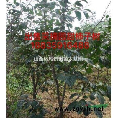 8公分核桃樹多少錢一棵？核桃樹產(chǎn)地詳情·核桃樹種植基地報(bào)價(jià)