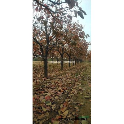 出售占地核桃樹(shù)量大·6-8公分裸根核桃樹(shù)·12公分截桿核桃樹(shù)