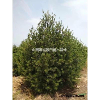 山西運(yùn)城大量出售果園核桃樹(shù)·8公分10公分15公分占地核桃樹(shù)