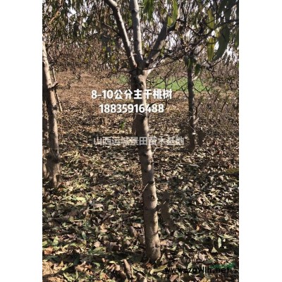 山西供應(yīng)核桃苗·核桃樹·核桃苗圖片·核桃樹照片產(chǎn)地價格行情