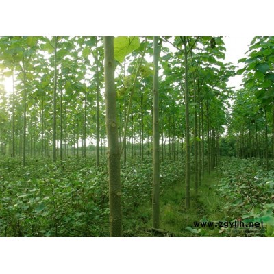 供應楓楊苗木