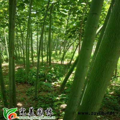 供應五針松_五針松基地_五針松盆景_五針松造型