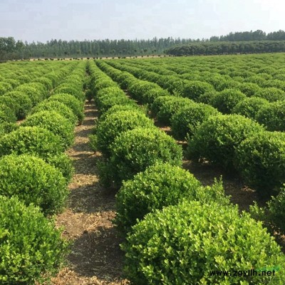 萬綠園林日本紅楓價格_日本紅楓產地_日本紅楓綠化苗木苗圃基地