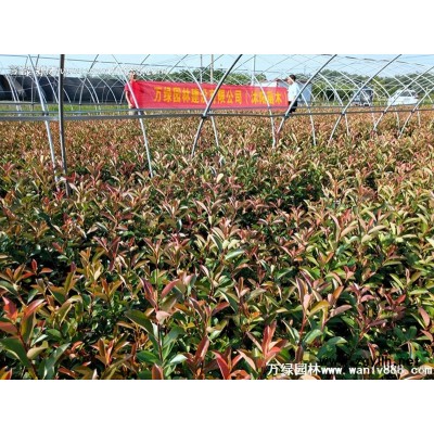 紅葉石楠中桶苗、中桶石楠、大桶紅葉石楠