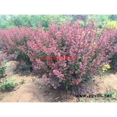 大桶紅葉石楠、大桶石楠、紅葉石楠大桶苗