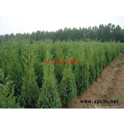 萬綠園林紫藤價格_紫藤基地_紫藤產地_紫藤綠化苗木苗圃基地