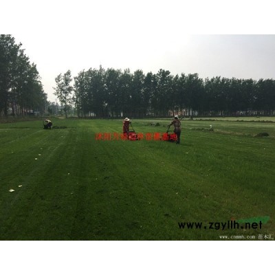 萬綠園林瓜子黃楊價格_瓜子黃楊產地_瓜子黃楊綠化苗木苗圃基地